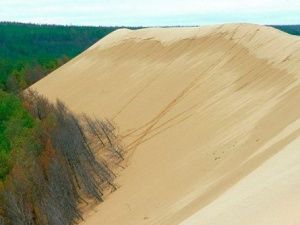 Знаменитые якутские тукуланы помогают бороться с лесными пожарами