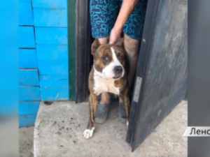 В Якутии собака бойцовской породы ранила ребенка