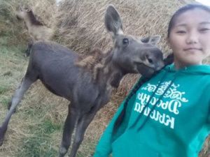 В Якутии ищут приют подросшему лосенку Бэчэ