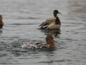 До открытия сезона охоты на уток осталось 53 дня