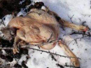 В Якутии задержан браконьер