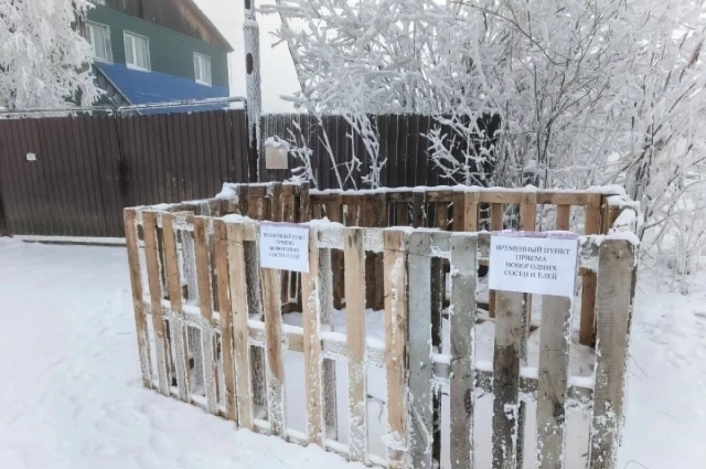 Пункт сбора новогодних ёлок открылся в Якутске