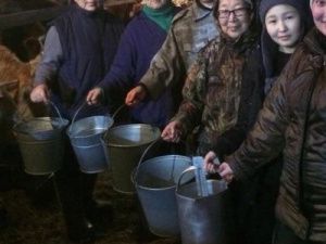 В Якутии на Рождество учителя заменили скотников и доярок