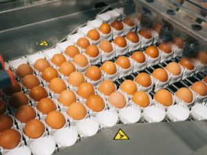 Якутская птицефабрика выполнит годовой план производства в 100 млн яиц