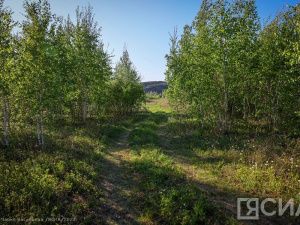 В Якутии спасатели нашли пропавшего грибника