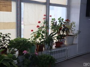 На Крестьянском рынке Якутска вырастили гранат