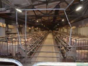 Хатасский свинокомплекс нарушает правила обращения с отходами