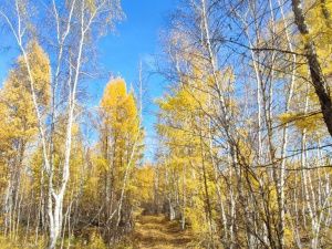 В Среднеколымском районе Якутии ищут пропавшего три месяца назад мужчину