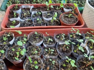 Пенсионерка из Якутии вырастила и собрала огурцы в апреле