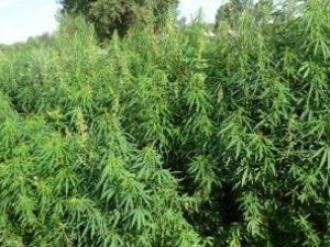 В Якутии скосили и сожгли наркосодержащие растения площадью 30 га