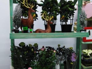 Цветы Эдема расцвели в снежном Алдане