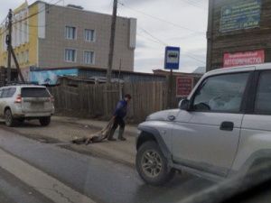 В Якутске на проезжей части сбили косулю