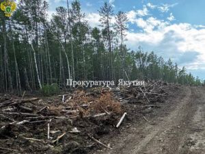 В суд направлено дело о крупной нелегальной рубке леса в Хангаласском районе