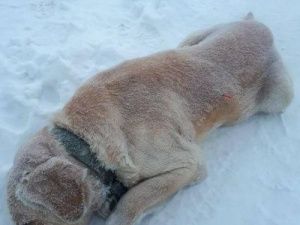 В Чурапчинском улусе неизвестные произвели отстрел собак. Прокуратура начала проверку