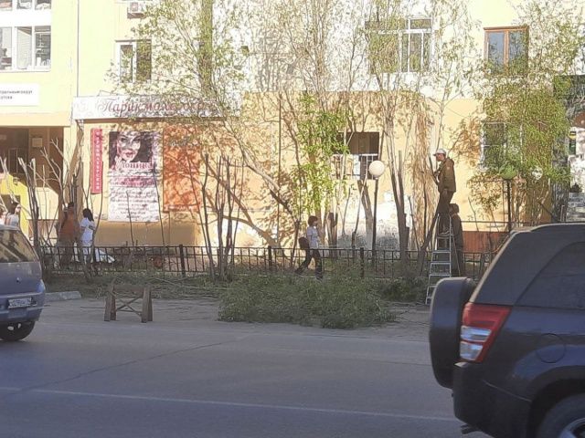 В Якутске провели формировочную обрезку тальника