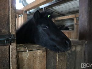 Лошади клуба «Золотая подкова» в Мархе могут не пережить эту зиму