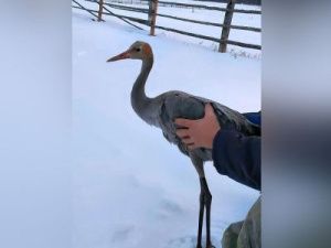 Птенец-подросток серого журавля найден в селе Арыктах Кобяйского района