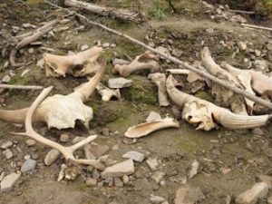 Ученые намерены спасти «кладбище мамонтов» в Якутии