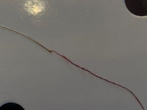 Иголку для шитья извлекли ветеринары Якутии из глотки домашней кошки