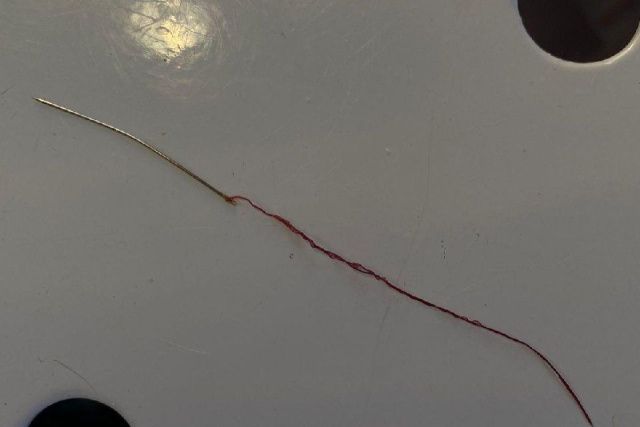 Иголку для шитья извлекли ветеринары Якутии из глотки домашней кошки