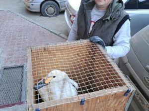 Неравнодушный житель Нюрбинского района спас лебедя от холодной смерти