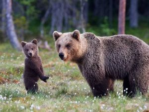 В Хангаласском районе медведица ранила местную жительницу