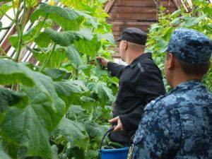 В исправительных учреждениях осуждённые, работающие в теплице, успешно выращивают огурцы