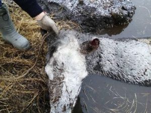 В Якутии молодые люди спасли лошадь