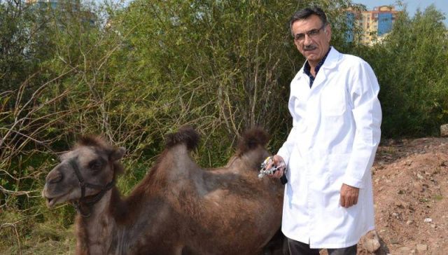 Мирнинские ветеринары проверили гастролирующих верблюдов на туберкулез