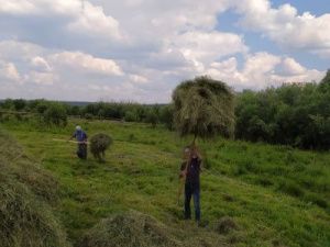 В Хангаласском улусе активно идет кормозаготовительная кампания