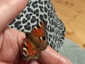 В Олекминском районе бабочка не впала в спячку и решила погостить у местных жителей