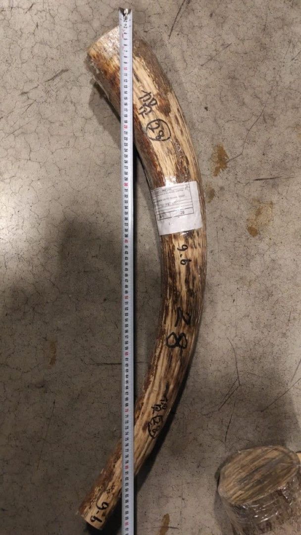 В Москве задержана тонна бивней из Якутии стоимостью 20 миллионов рублей