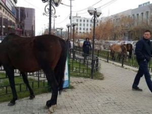 Якутск этим летом начнут патрулировать пастухи на лошадях