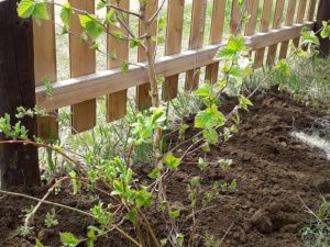 В Тулагино - Кильдямском наслеге проведена акция «Посади дерево» 