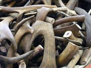 В Якутске вскрыли контейнер с крупной партией оленьих рогов