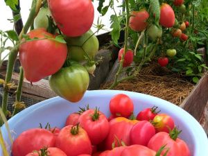 Жительница Сунтарского района разбила на своём участке малиновую плантацию