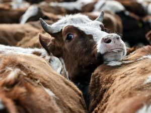 Ветеринары Якутии предупреждают о высокозаразной болезни