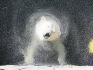 В Ленинградском зоопарке готовятся отметить день рождения медведицы Хаарчааны из Якутии