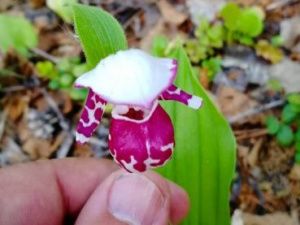 В окрестностях Якутска обнаружено растение из Красной книги