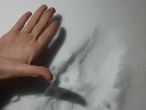 В селе Бярийе Усть-Алданского района замечена стая волков