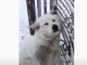 Собаку, напавшую на девочку в Якутске, поймали