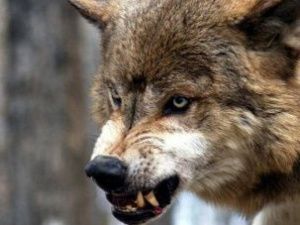 В Якутии волков травят гранулами с римифоном