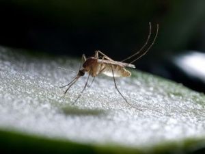 Якутские учёные избавят горожан от «пискунов-кровопийц»