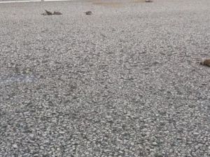 Массовая гибель воробьев в Якутске, скорее всего, связана с отравлением