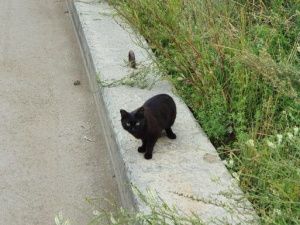 В Якутии бездомная кошка укусила ребенка — родителям заплатят компенсацию