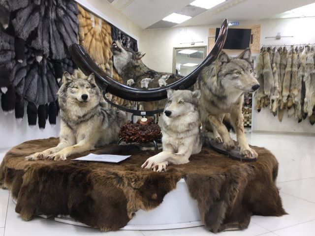 Пушная афера, или Как убивали «Сахабулт»