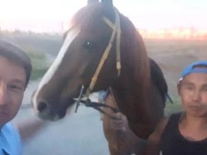 Из центра Якутска «депортировали» безнадзорных лошадей