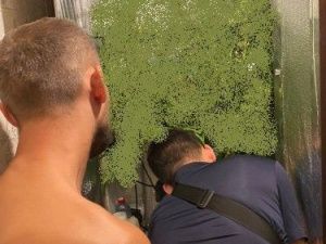 Житель Нерюнгри выращивал коноплю в квартире и изготавливал наркотическое средство