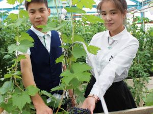 Якутский виноград. Ученики 2 Мальжагарской агрошколы получили урожай в теплице