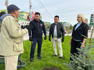 Голубые ели высадили на площади Победы в Якутске